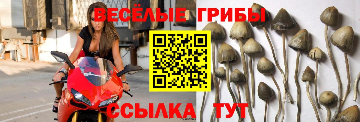 Галлюциногенные грибы GOLDEN TEACHER Аксай